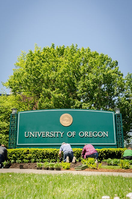 University Day weeding and planting Students remove weeds below the UO entry sign